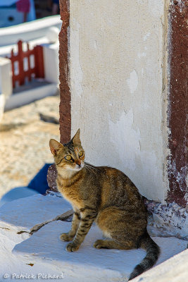 Les chats grecs