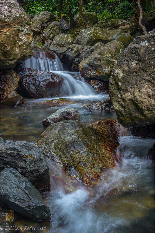 Rain Forest cascade
