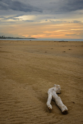 Shore debris