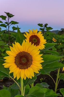 Sunflower farm