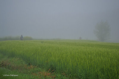 Cool, misty morning
