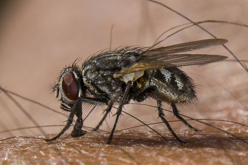 5/29/2013  Fly on my arm