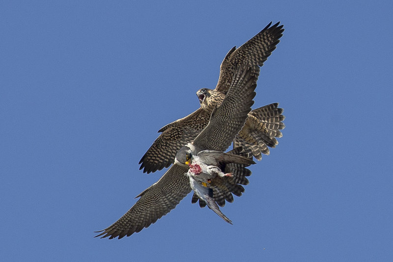 6/2/2013  Peregrine Falcons