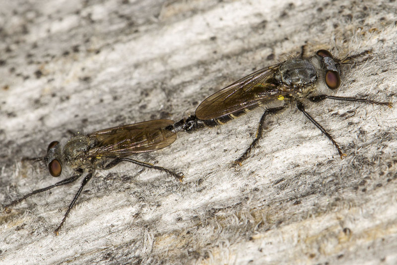 6/15/2013  Mating Robber fly's