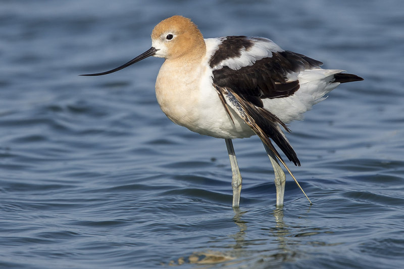7/3/2013  Avocet with a broken wing