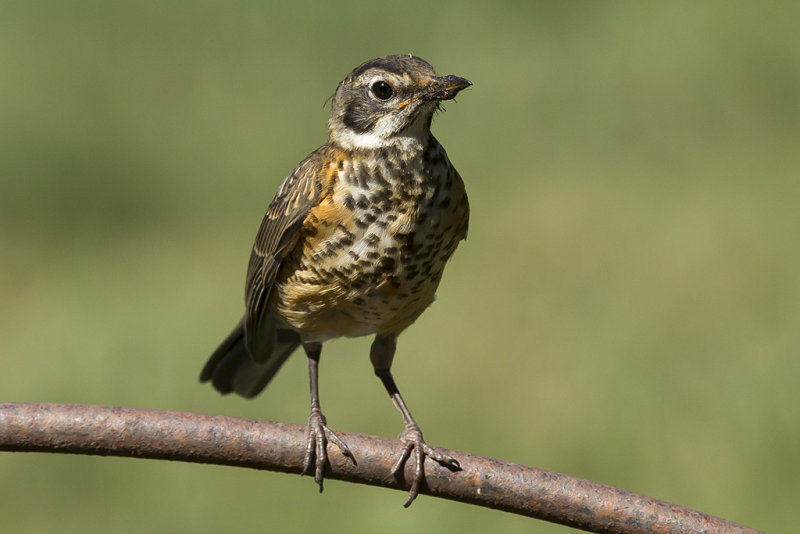 8/10/2013  Robin