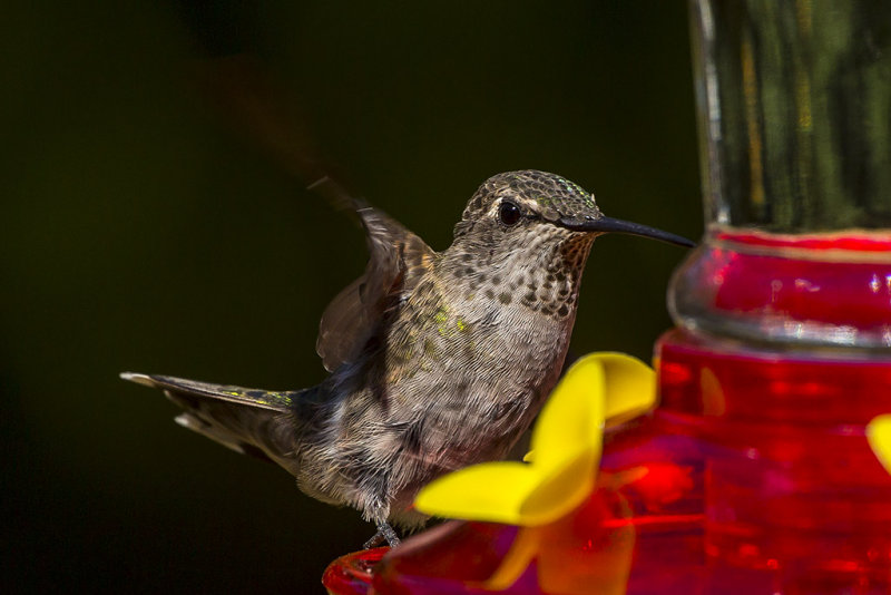 8/22/2013  Hummingbird at my feeder