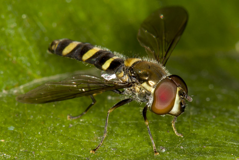 9/15/2013  Hoverfly