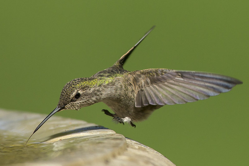 9/17/2013  Hummingbird