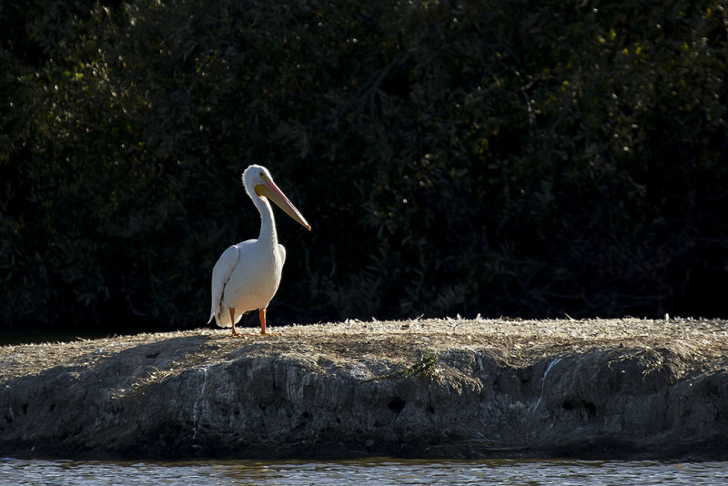 10/7/2013  Pelican