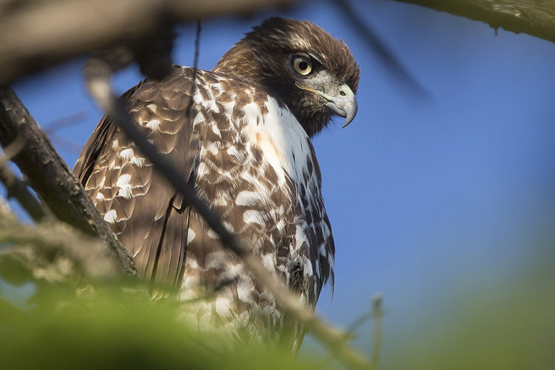 10/11/2013 Hawk