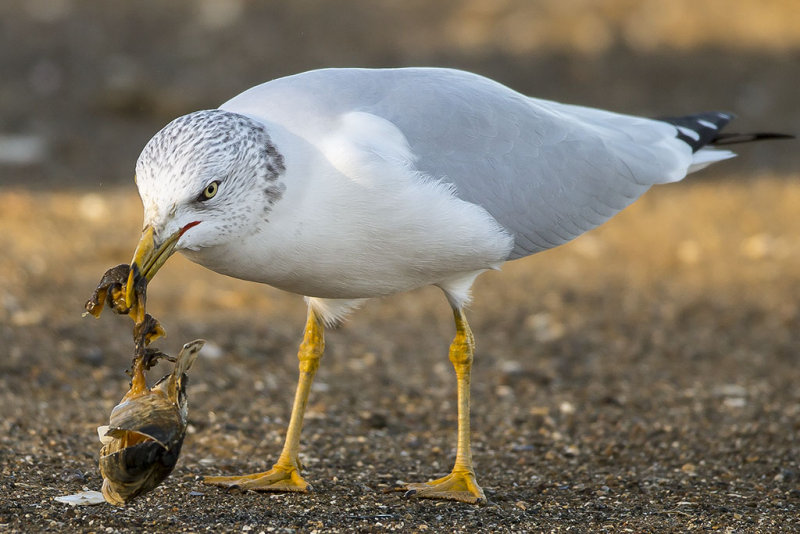 11/22/2013  Gull feasting on a mussel