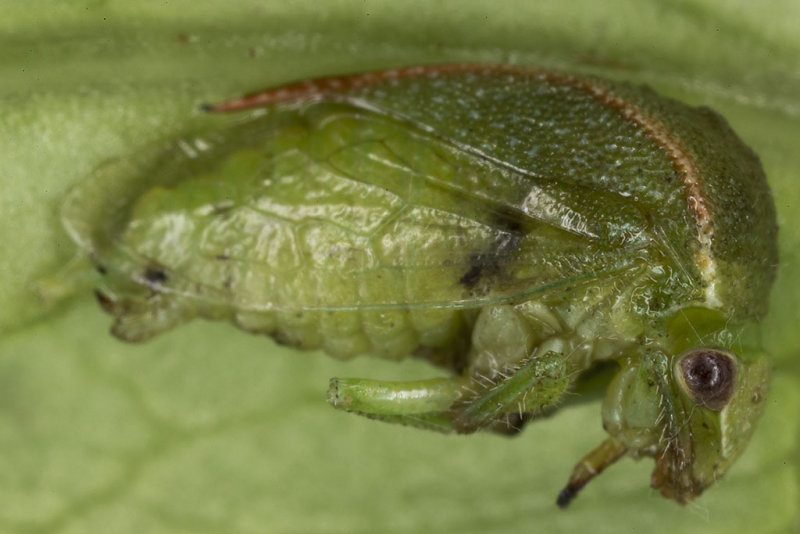 12/4/2013  Leafhopper found on Trader Joe's Organic Romaine Lettuce leaf
