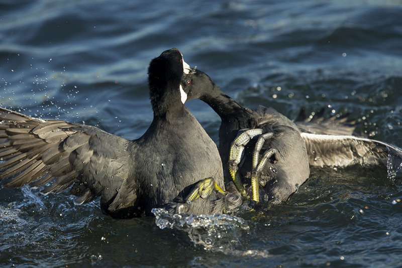 12/5/2013  Coots fighting