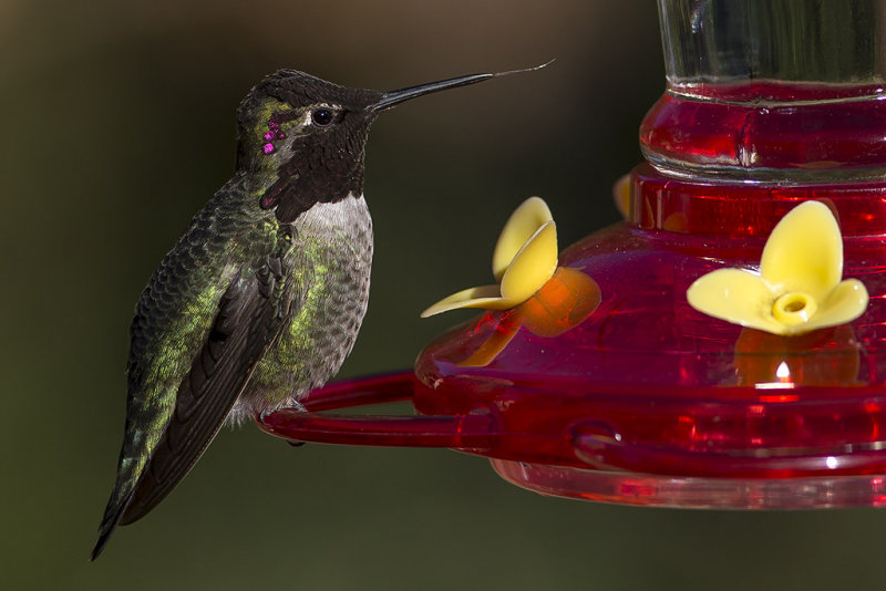 12/9/2013  Hummingbird at the feeder