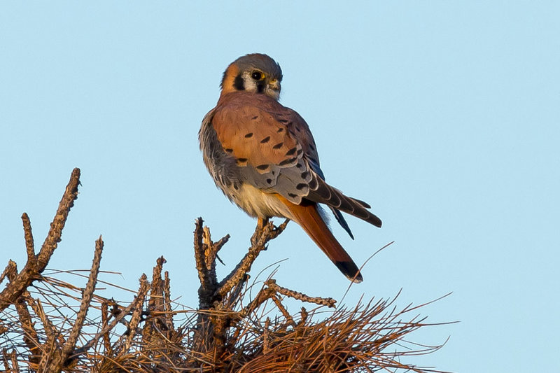 12/12/2013  Kestrel