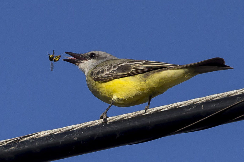 1/10/2014  Tropical Kingbird and a wasp