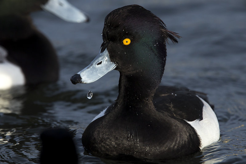1/28/2014  Tufted Duck