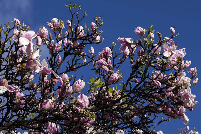 2/3/2014  Saucer Magnolia blossoms