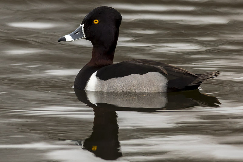 2/5/2014  Ring-necked Duck