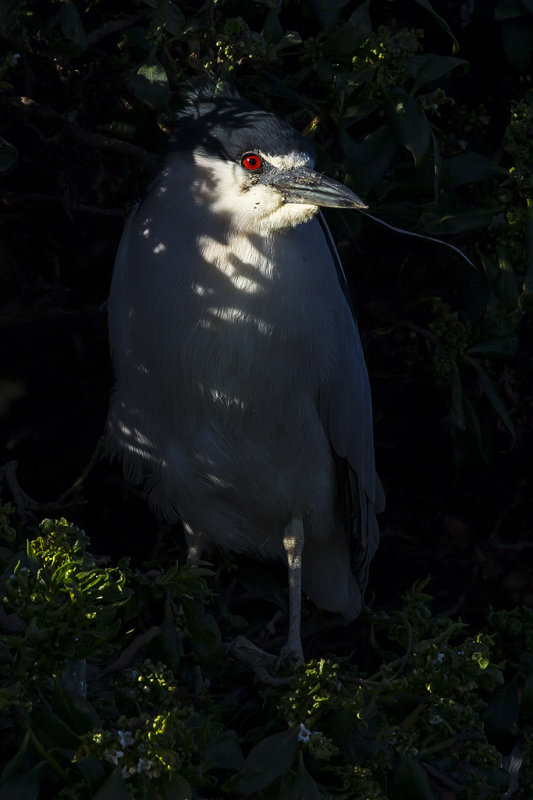 3/7/2014  Black-crowned Night Heron
