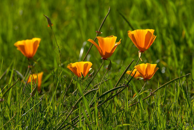 3/19/2014  California Poppy (Eschscholzia californica)