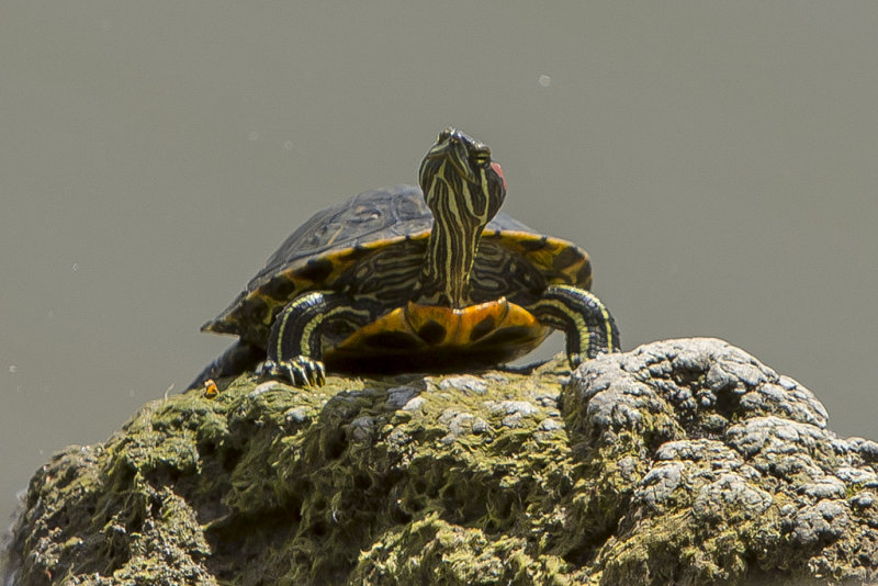 4/17/2014  Turtle