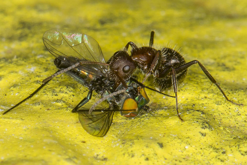 4/26/2014  Ant eating a fly