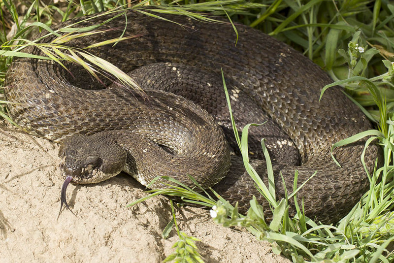 5/5/2014  Rattlesnake