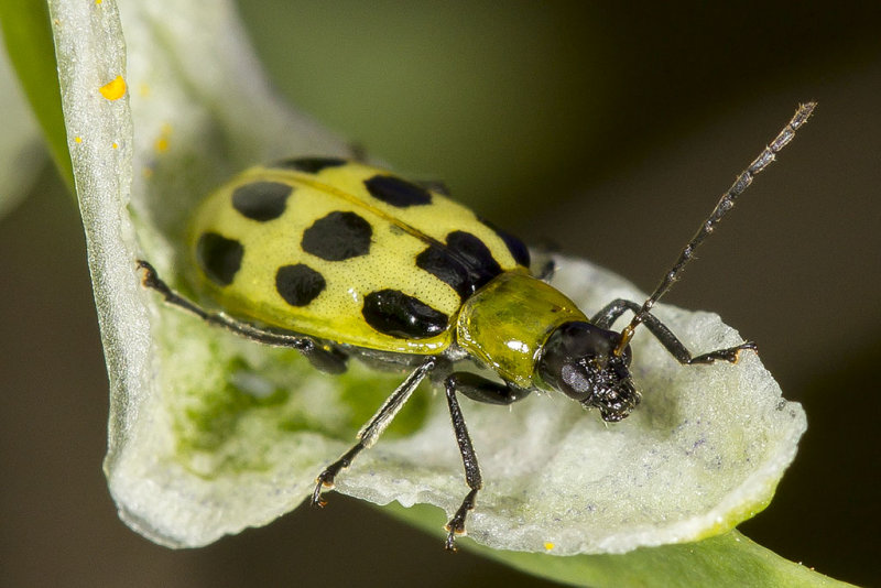 5/14/2014  Spotted cucumber beetle