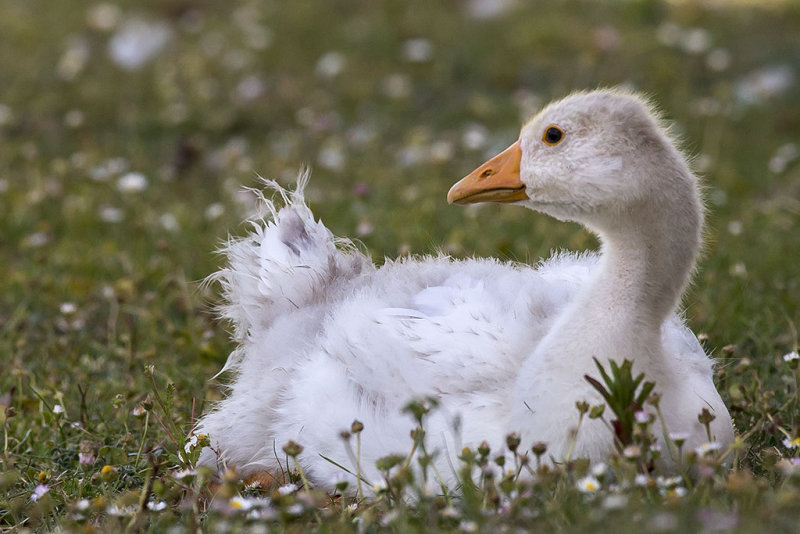 5/21/2014  Juvenile goose