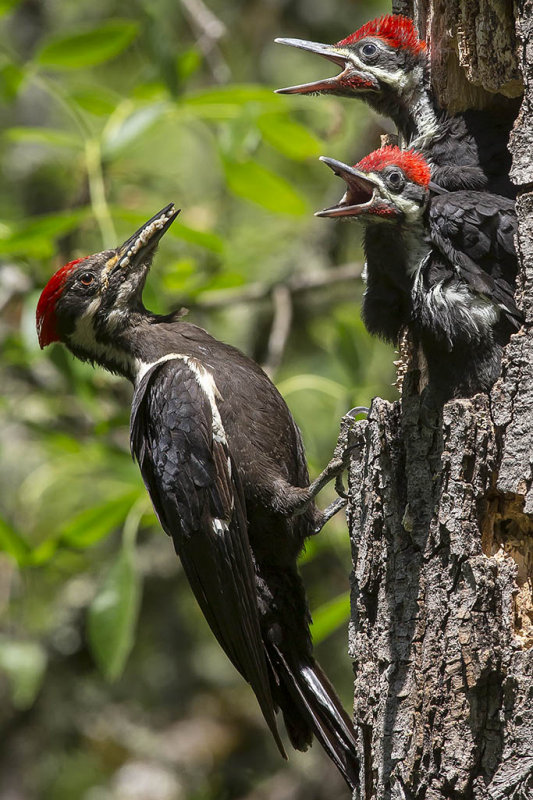 5/28/2014  Pileated woodpecker