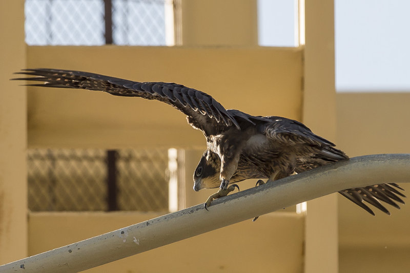 5/31/2014  Peregrine Falcon