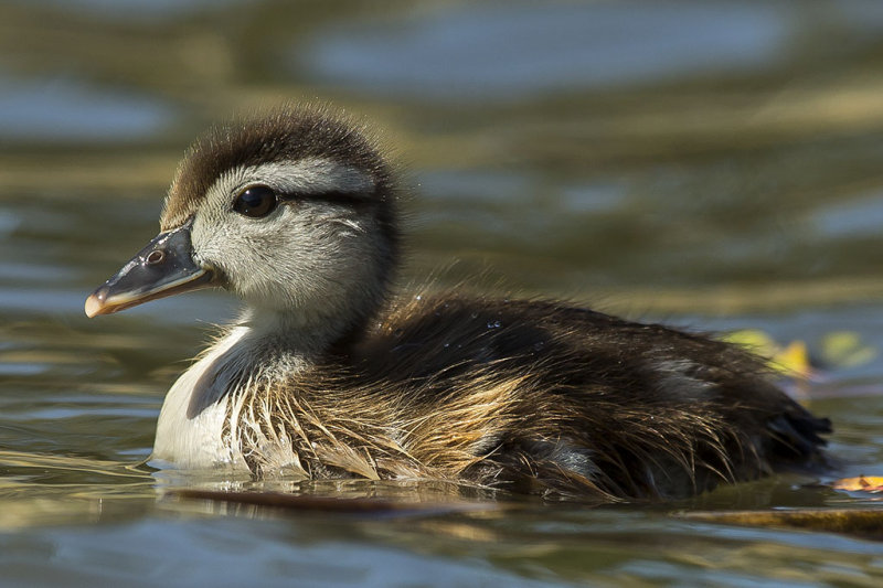 6/2/2014  Baby Wood Duck