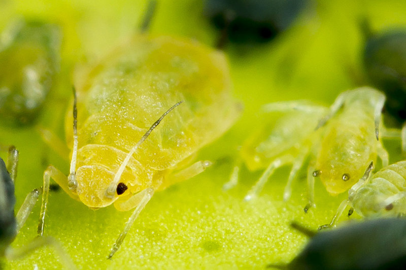 6/7/2014  Aphids