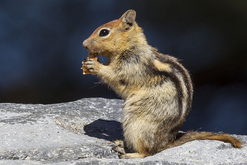 6/13/2014  Golden-mantled Ground Squirrel - Spermophilus lateralis