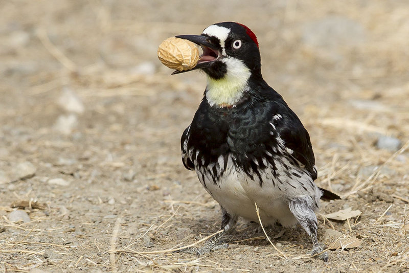6/25/2014  Woodpecker with a peanut