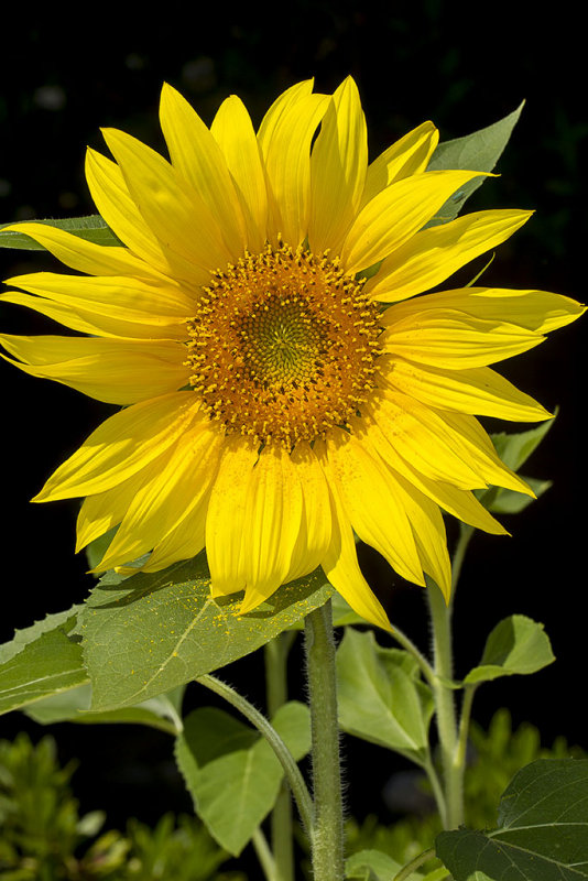 7/6/2014  Sunflower