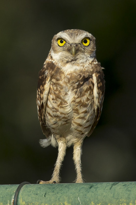 7/10/2014  Burrowing Owl