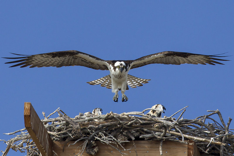 7/27/2014  A Mother Osprey and her two chicks