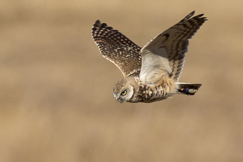 8/2/2014  Burrowing Owl