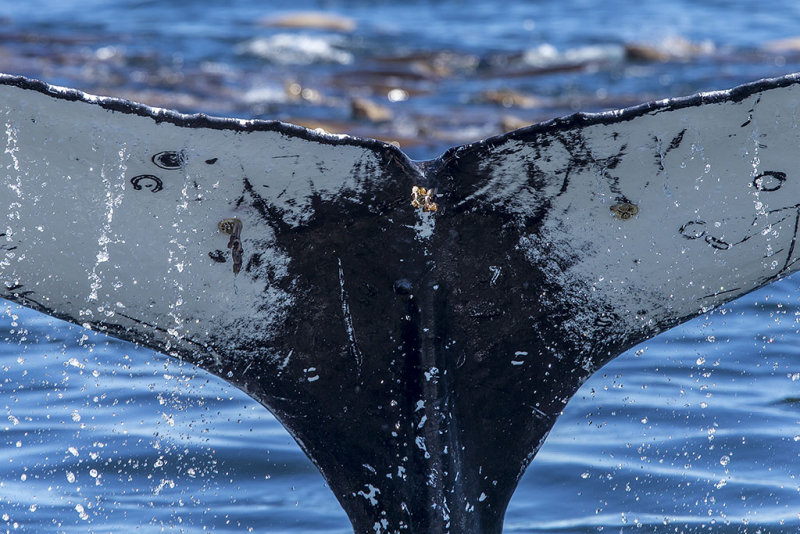 8/13/2014  Whale tail