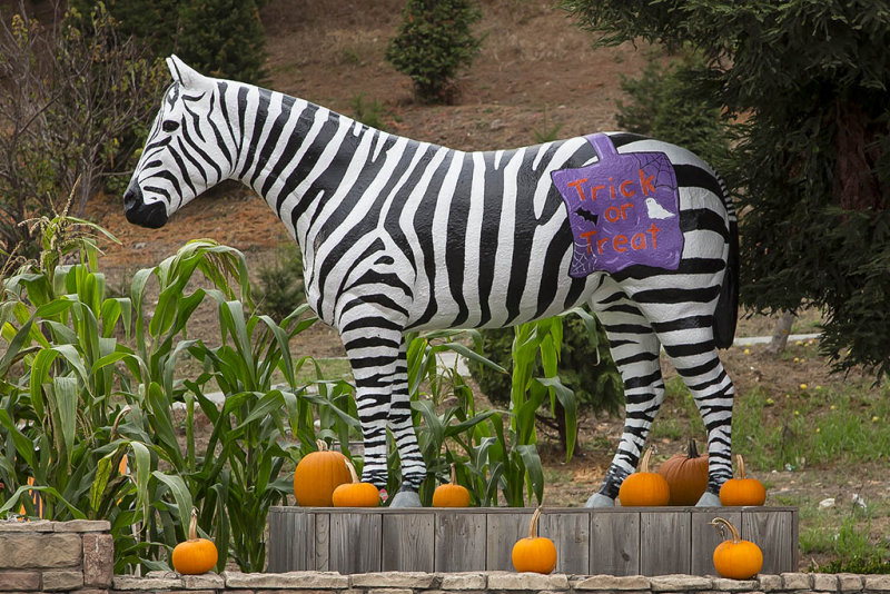 9/28/2014  Lemos Farm Painted Horse