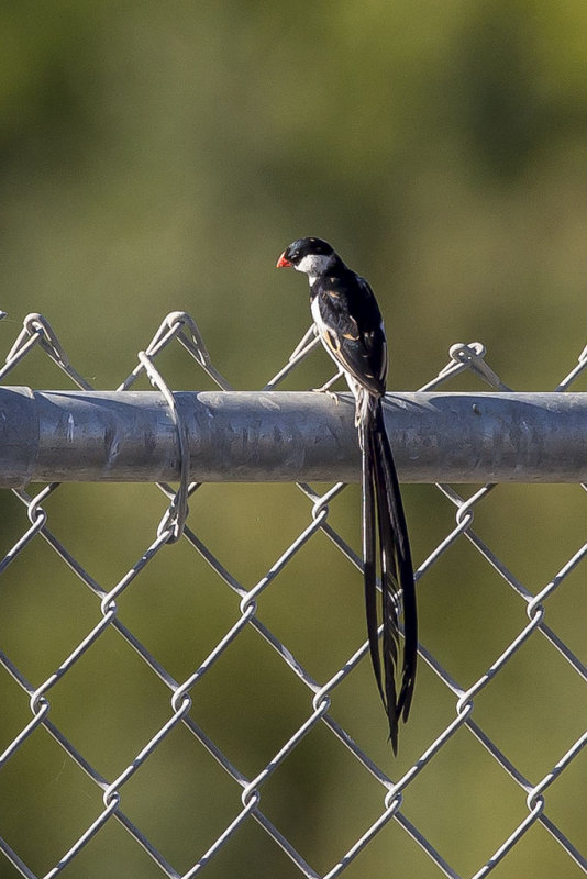 10/13/2014  Pin-tailed Whydah