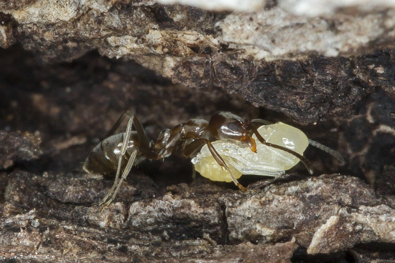 10/26/2014  Ant transporting larvae