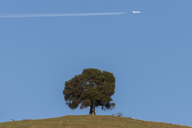 11/14/2014  A plane tree