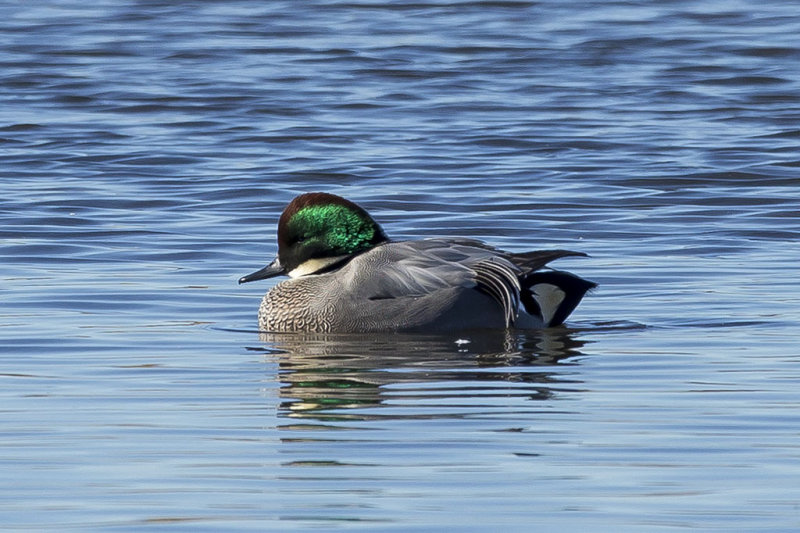 11/24/2014  Falcated duck