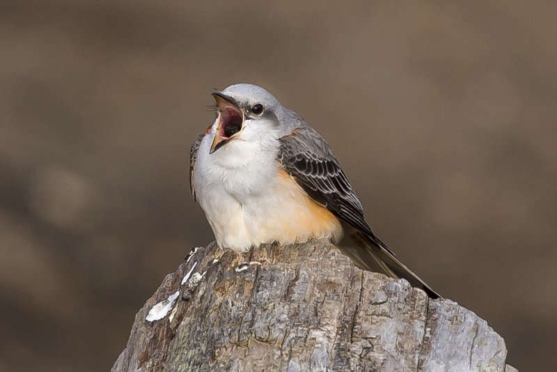 12/1/2014  Scissor-tailed flycatcher