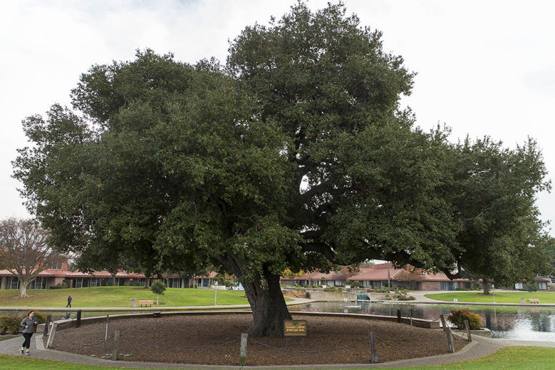 12/7/2014  Coast Live Oak  (Quercus agrifolia)
