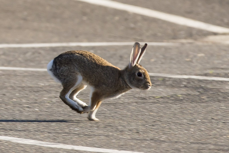12/22/2014  Bunny running in the parking lot